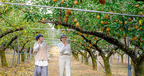 鳥取県の梨狩りさんこうえん ナシ園の様子