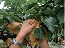 鳥取県の梨狩りさんこうえん 梨の袋掛けの手順