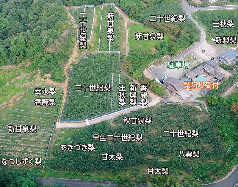 鳥取県の梨狩りさんこうえん 園内地図