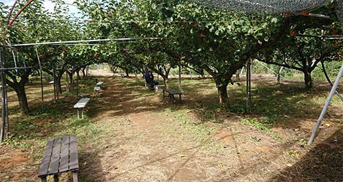 鳥取県の梨狩りさんこうえん ナシ園の様子