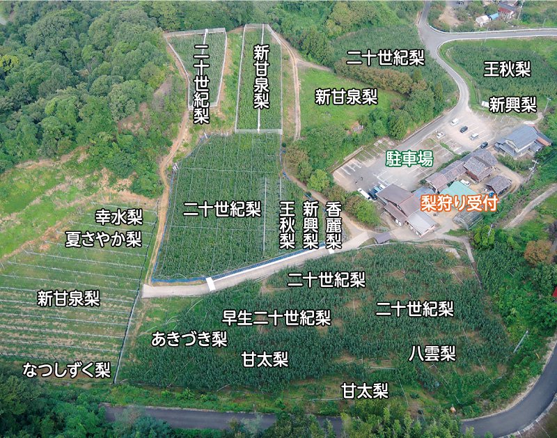 鳥取県の梨狩りさんこうえん 園内地図