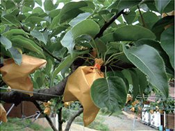 鳥取県の梨狩りさんこうえん 梨の袋掛けの手順