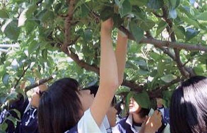 鳥取県の梨狩りさんこうえん 団体さま向け袋掛け体験の様子